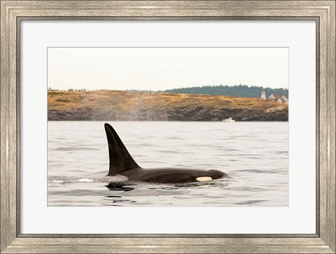 Framed Canada, BC, Sydney Killer whale swimming in the strait of Georgia Print