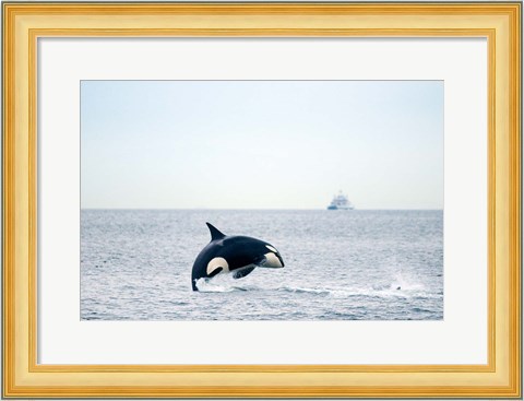 Framed Canada, BC, Sydney, Strait of Georgia Killer whale breaching Print