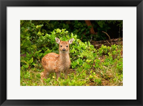 Framed Fawn, Sitka Black Tailed Deer, Queen Charlotte Islands, Canada Print