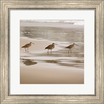 Framed Shore Birds II Print