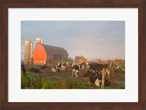 Framed Holstein dairy cows outside a barn, Boyd, Wisconsin Print