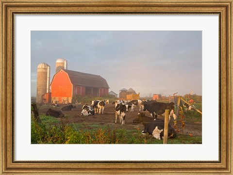 Framed Holstein dairy cows outside a barn, Boyd, Wisconsin Print