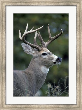 Framed White-tailed Deer, Buck, Washington Print