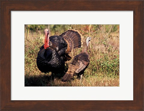 Framed Wild Turkey Tom and Hen Print