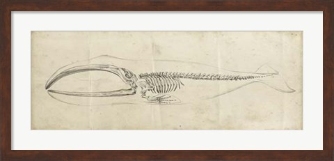 Framed Whale Study I Print