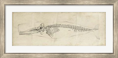 Framed Whale Study II Print