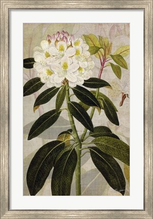 Framed Rhododendron I Print