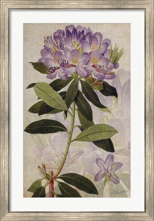 Framed Rhododendron II Print