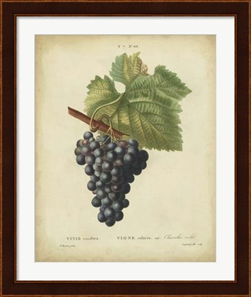 Framed Antique Bessa Grapes I Print
