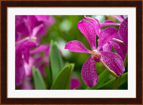Framed Singapore, National Orchid Garden Print