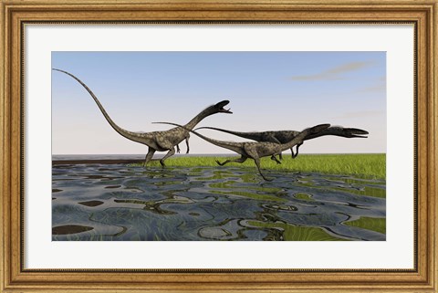 Framed Group of Coelophysis Dinosaurs Print