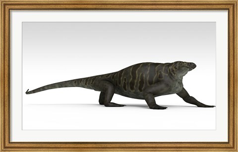 Framed Cotylorhynchus Print