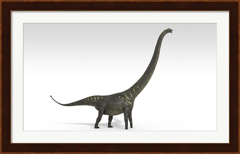 Framed Mamenchisaurus Dinosaur Print