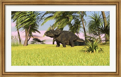 Framed Triceratops Roaming a Tropical Environment Print