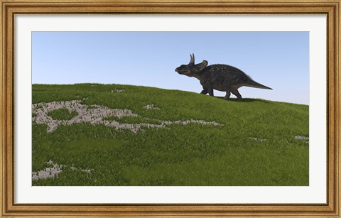 Framed Triceratops Walking Across a Grassy Field Print