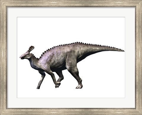 Framed Tsintaosaurus Dinosaur Print