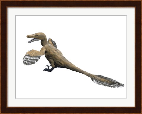 Framed Velociraptor Mongoliensis Print