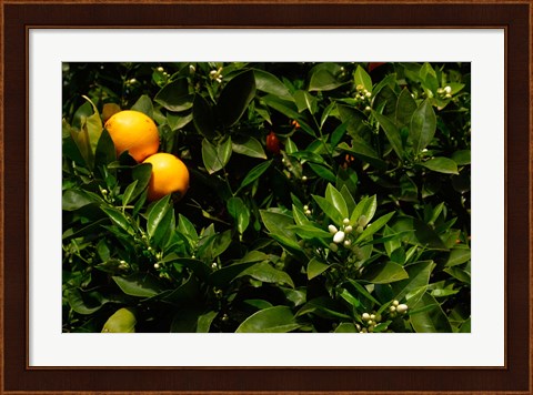 Framed Orange Tree, Tenerife, Canary Islands, Spain Print