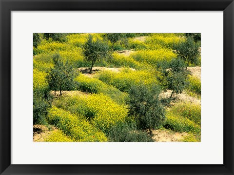 Framed Olive Trees, Provence of Granada, Andalusia, Spain Print