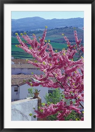 Framed Flowering Cherry Tree and Whitewashed Buildings, Ronda, Spain Print