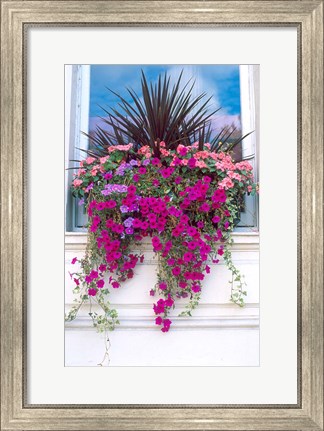 Framed Flower Box in London, England Print