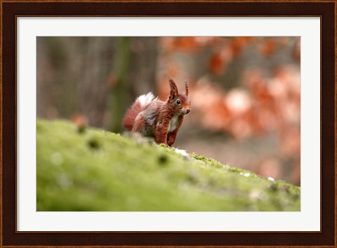 Framed UK, England Red Squirrel Print