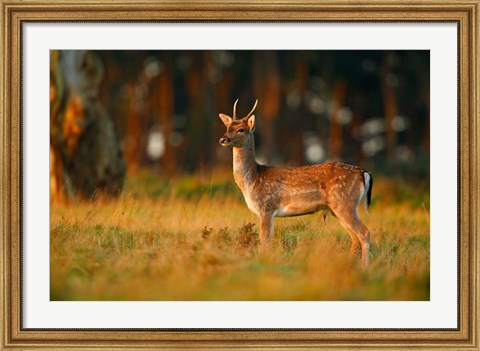 Framed UK, Forest of Dean, Fallow Deer Print