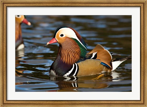 Framed UK, Mandarin Duck wildlife Print