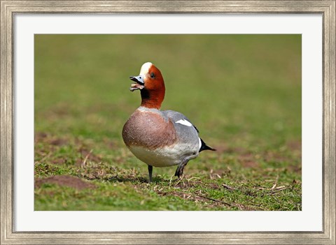 Framed Wigeon bird walking on grass England, UK Print