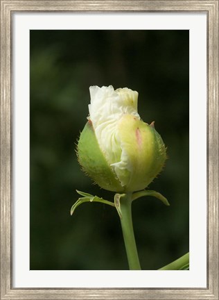 Framed Californian tree poppy flower ready to bloom Print