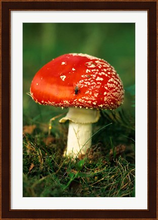 Framed UK, Fly Agaric mushroom fungi Print