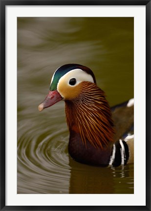 Framed Mandarin Duck, Slimbridge Wildfowl and Wetlands Trust, England Print