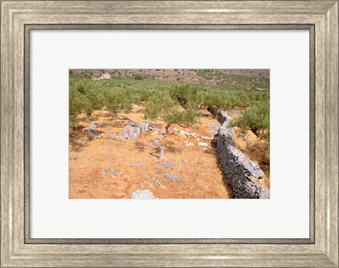 Framed Olive Orchard and Stone Wall, Greece Print