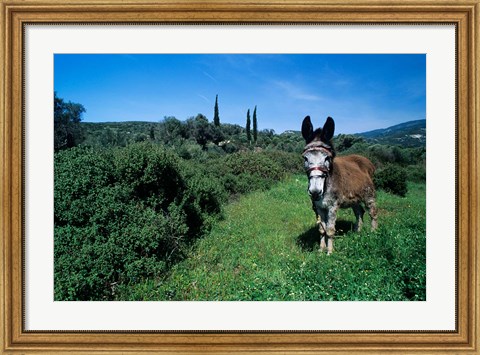 Framed Domestic Donkey, Samos, Greece Print