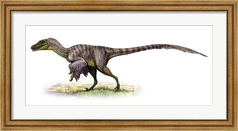 Framed Velociraptor, a Prehistoric Era Dinosaur Print