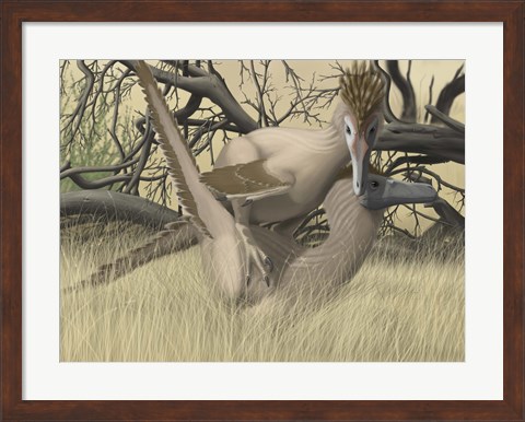 Framed Two Velociraptor&#39;s during MatingSseason Print