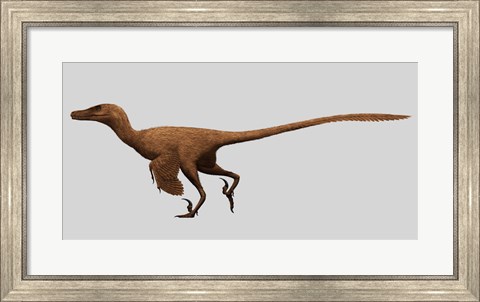Framed Velociraptor Mongoliensis from the Cretaceous Period Print