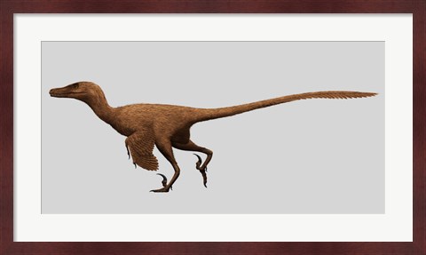 Framed Velociraptor Mongoliensis from the Cretaceous Period Print