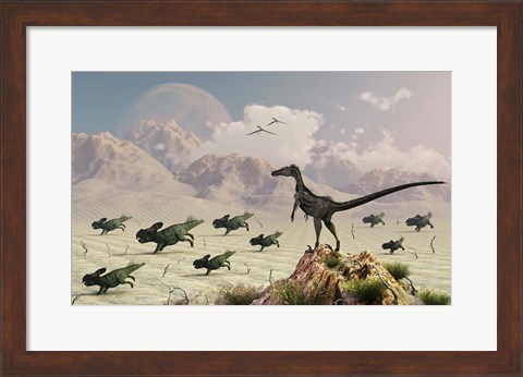 Framed Protoceratops stampede in fear as a Velociraptor Watches Print