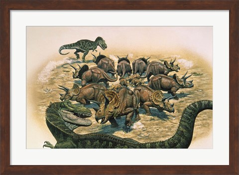 Framed Herd of Triceratops Defend their Territory Print