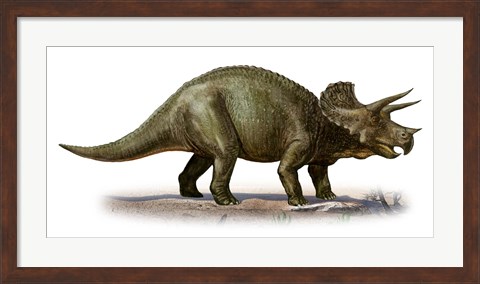 Framed Triceratops Dinosaur 6 Print