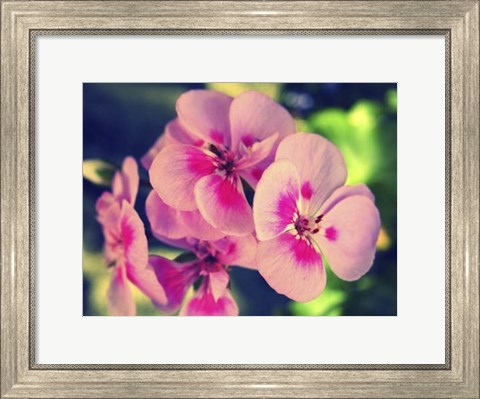Framed Pink Blossom II Print
