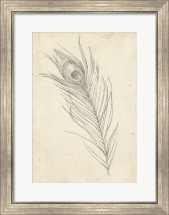 Framed Peacock Feather Sketch I Print