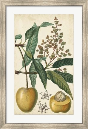 Framed Exotic Fruits III Print