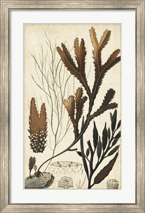 Framed Turpin Seaweed I Print