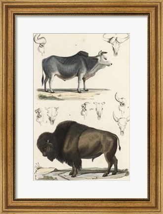 Framed Antique Cow &amp; Bison Study Print