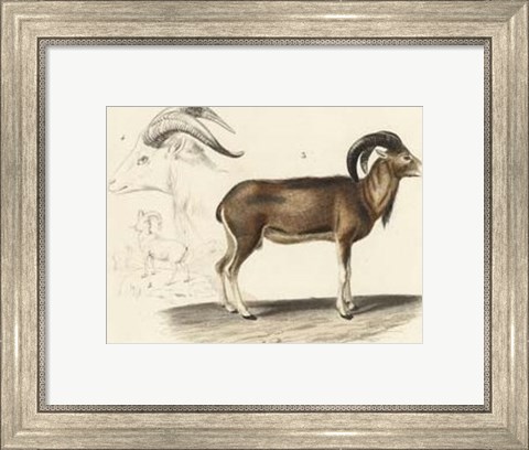Framed Antique Antelope &amp; Ram Study Print