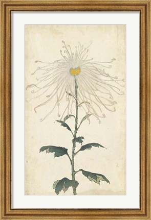 Framed Elegant Chrysanthemums V Print
