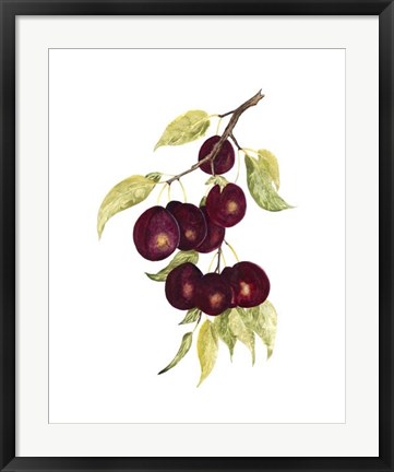 Framed Watercolor Plums Print