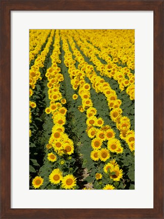Framed Sunflowers, Provence, France Print